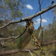 Suhpalacsa flavipes at Jerrabomberra, ACT - 11 Feb 2023 02:53 PM