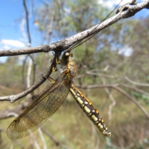 Suhpalacsa flavipes at Jerrabomberra, ACT - 11 Feb 2023 02:53 PM