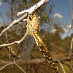 Suhpalacsa flavipes at Jerrabomberra, ACT - 11 Feb 2023 02:53 PM