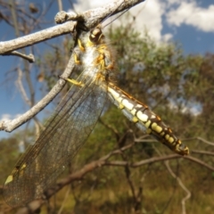 Suhpalacsa flavipes at Jerrabomberra, ACT - 11 Feb 2023 02:53 PM