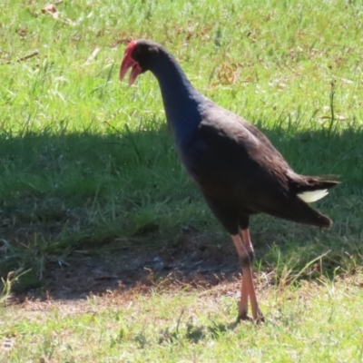 Porphyrio melanotus (Australasian Swamphen) at Wollogorang, NSW - 10 Feb 2023 by RodDeb