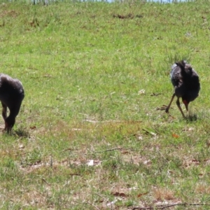 Porphyrio melanotus at Wollogorang, NSW - 10 Feb 2023 10:42 AM