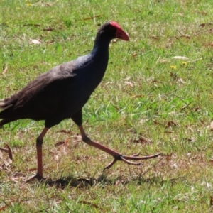 Porphyrio melanotus at Wollogorang, NSW - 10 Feb 2023 10:42 AM