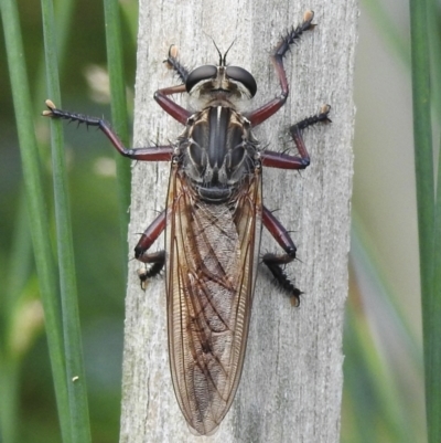 Colepia malleola (A robber fly) at Burradoo - 31 Jan 2023 by GlossyGal