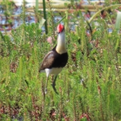 Irediparra gallinacea at Wollogorang, NSW - 10 Feb 2023