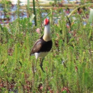 Irediparra gallinacea at Wollogorang, NSW - 10 Feb 2023