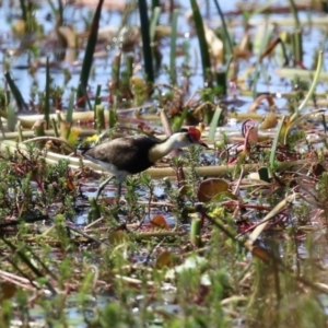 Irediparra gallinacea at Wollogorang, NSW - 10 Feb 2023