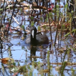 Fulica atra at Wollogorang, NSW - 10 Feb 2023 10:29 AM