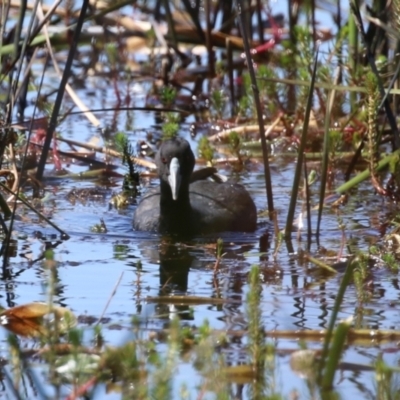 Fulica atra (Eurasian Coot) at Wollogorang, NSW - 10 Feb 2023 by RodDeb