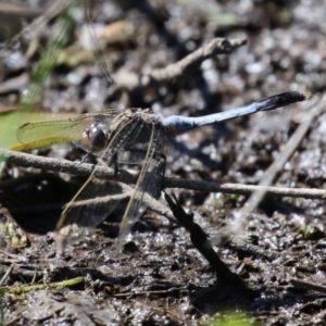 Orthetrum caledonicum at Wollogorang, NSW - 10 Feb 2023 10:38 AM