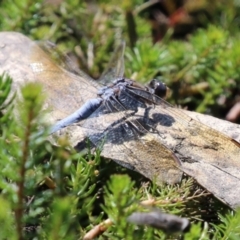 Orthetrum caledonicum at Wollogorang, NSW - 10 Feb 2023