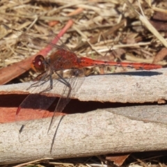 Diplacodes bipunctata (Wandering Percher) at Wollogorang, NSW - 10 Feb 2023 by RodDeb