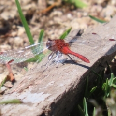 Diplacodes bipunctata at Wollogorang, NSW - 10 Feb 2023