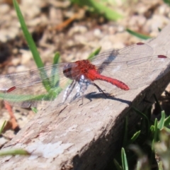 Diplacodes bipunctata at Wollogorang, NSW - 10 Feb 2023