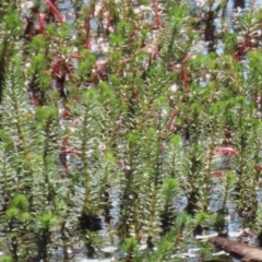 Myriophyllum crispatum at Wollogorang, NSW - 10 Feb 2023