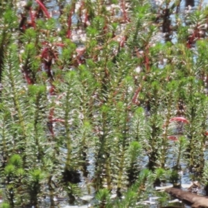 Myriophyllum crispatum at Wollogorang, NSW - 10 Feb 2023 10:29 AM