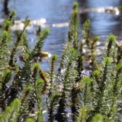 Myriophyllum crispatum at Wollogorang, NSW - 10 Feb 2023 10:29 AM