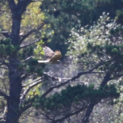 Circus approximans (Swamp Harrier) at Wollogorang, NSW - 10 Feb 2023 by RodDeb