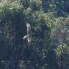 Circus approximans at Wollogorang, NSW - 10 Feb 2023