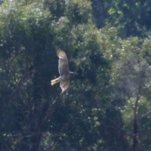 Circus approximans at Wollogorang, NSW - 10 Feb 2023