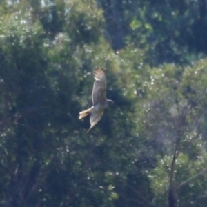 Circus approximans at Wollogorang, NSW - 10 Feb 2023