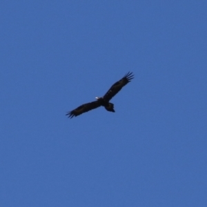 Aquila audax at Wollogorang, NSW - 10 Feb 2023 10:32 AM