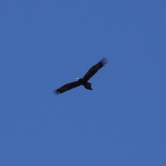 Aquila audax (Wedge-tailed Eagle) at Wollogorang, NSW - 9 Feb 2023 by RodDeb