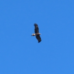 Aquila audax at Wollogorang, NSW - 10 Feb 2023