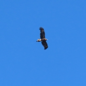 Aquila audax at Wollogorang, NSW - 10 Feb 2023 10:32 AM