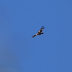 Aquila audax at Wollogorang, NSW - 10 Feb 2023