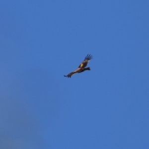 Aquila audax at Wollogorang, NSW - 10 Feb 2023 10:32 AM