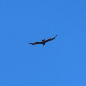 Aquila audax at Wollogorang, NSW - 10 Feb 2023 10:32 AM