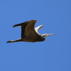 Egretta novaehollandiae at Wollogorang, NSW - 10 Feb 2023