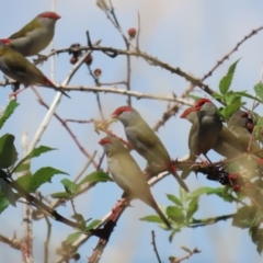 Neochmia temporalis (Red-browed Finch) at Lake George, NSW - 10 Feb 2023 by RodDeb