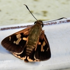 Trapezites symmomus (Splendid Ochre) at Burradoo - 31 Jan 2023 by GlossyGal