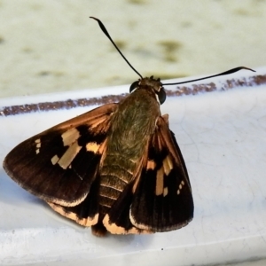 Trapezites symmomus at Burradoo, NSW - 31 Jan 2023