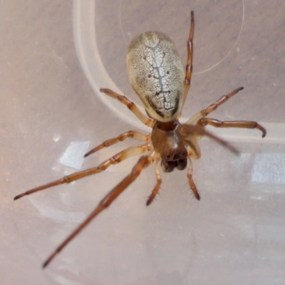 Phonognatha graeffei (Leaf Curling Spider) at Yass River, NSW - 10 Feb 2023 by SenexRugosus