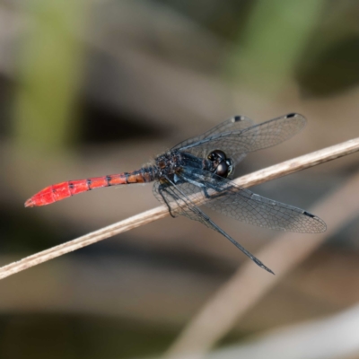 Nannophya dalei (Eastern Pygmyfly) at Namadgi National Park - 11 Feb 2023 by DPRees125