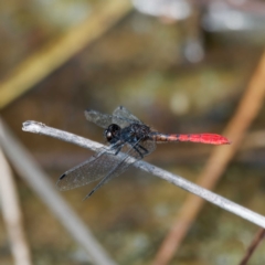 Nannophya dalei at Paddys River, ACT - 11 Feb 2023