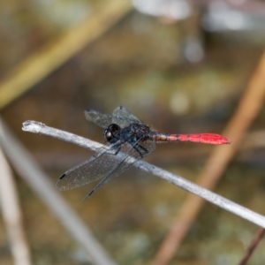 Nannophya dalei at Paddys River, ACT - 11 Feb 2023