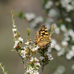 Oreixenica kershawi (Striped Xenica) at Namadgi National Park - 11 Feb 2023 by DPRees125