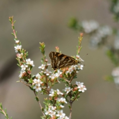 Oreixenica kershawi at Paddys River, ACT - 11 Feb 2023 12:47 PM