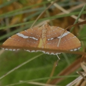 Chrysolarentia leucozona at Cotter River, ACT - 10 Feb 2023 12:57 PM