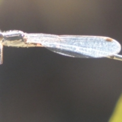 Austrolestes sp. (genus) (Ringtail damselfy) at Borough, NSW - 10 Feb 2023 by Paul4K