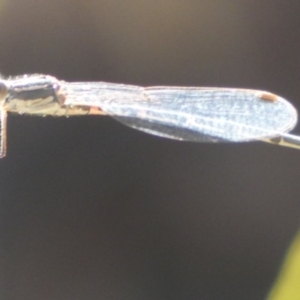 Austrolestes sp. (genus) at Borough, NSW - suppressed