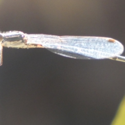 Austrolestes sp. (genus) (Ringtail damselfy) at Borough, NSW - 10 Feb 2023 by Paul4K