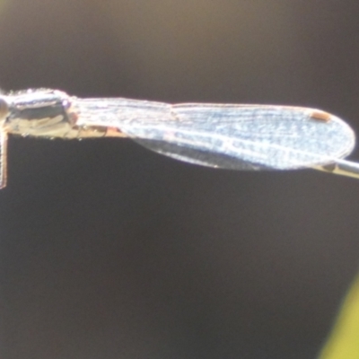 Austrolestes sp. (genus) (Ringtail damselfy) at QPRC LGA - 9 Feb 2023 by Paul4K