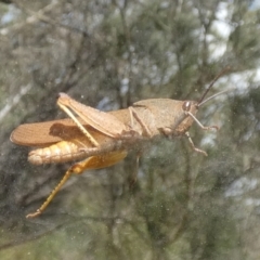 Goniaea australasiae (Gumleaf grasshopper) at QPRC LGA - 10 Feb 2023 by Paul4K