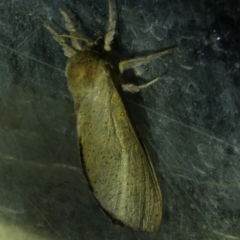 Elhamma australasiae (A Swift or Ghost moth (Hepialidae)) at Borough, NSW - 10 Feb 2023 by Paul4K