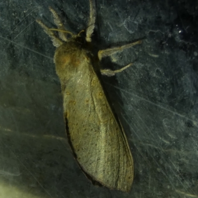 Elhamma australasiae (A Swift or Ghost moth (Hepialidae)) at Borough, NSW - 10 Feb 2023 by Paul4K